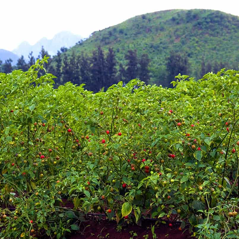 Piquanté Peppers in the Farms