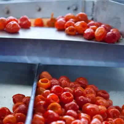 Piquanté Peppers in Factory