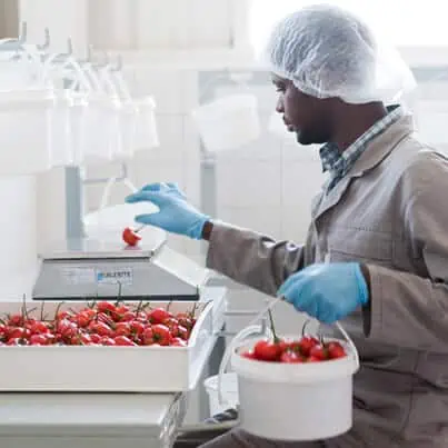 Weighing of Piquanté Fruit