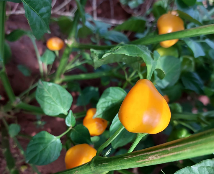 Yellow Remba Pepper Plant