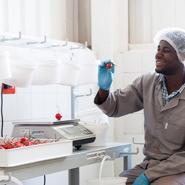 Man inspecting piquante pepper