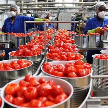 Piquante peppers in a factory