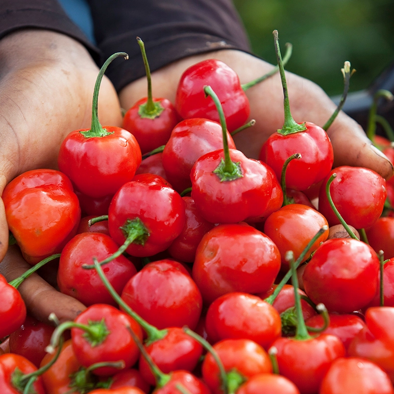 Two handfuls of piquante peppers